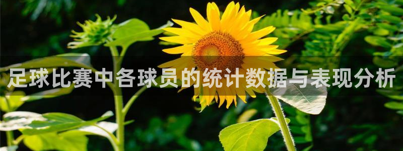 足球比赛中各球员的统计数据与表现分析