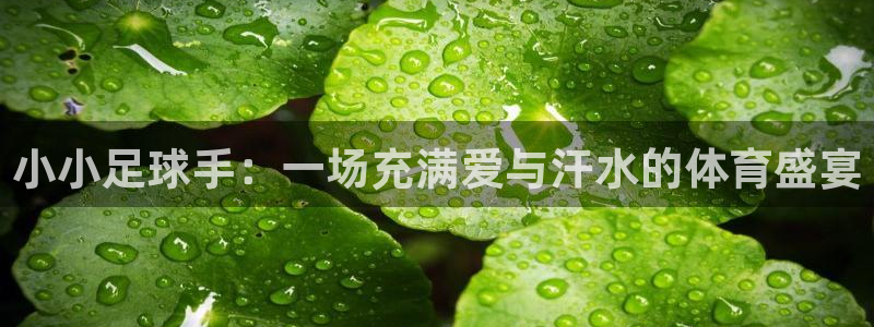  小小足球手：一场充满爱与汗水的体育盛宴