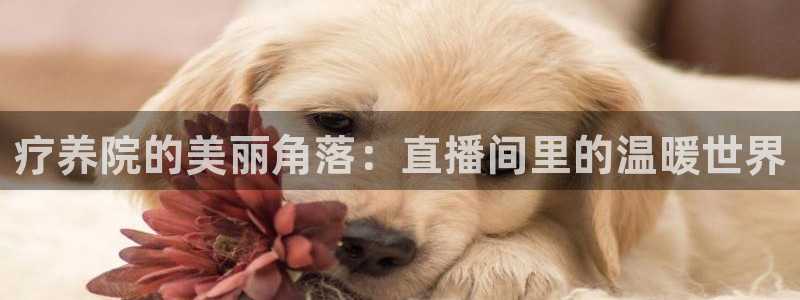 360体育直播吧在线直播观看：疗养院的美丽角落：直播间里的温暖世界